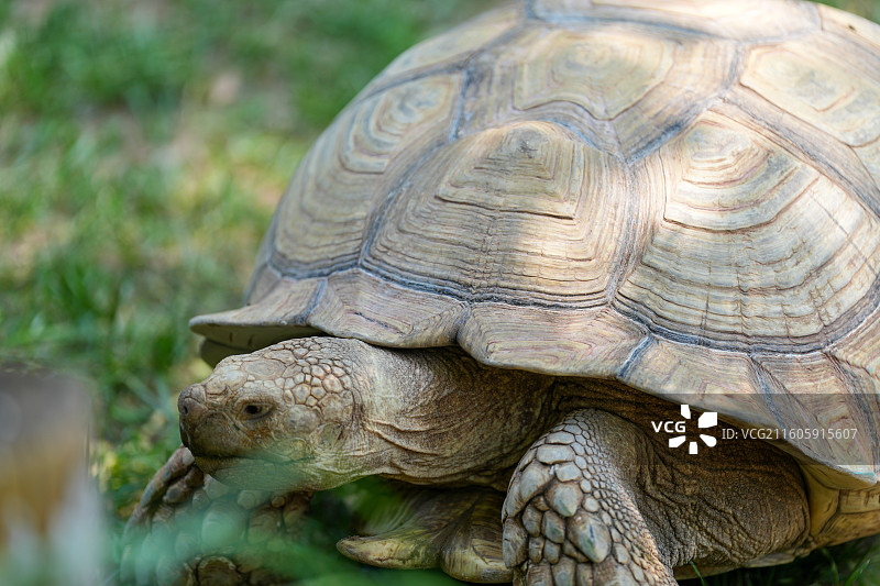 动物园里的苏卡达龟图片素材