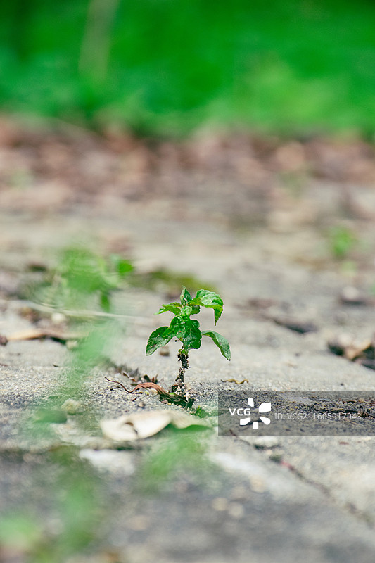 地砖缝长出的小草图片素材