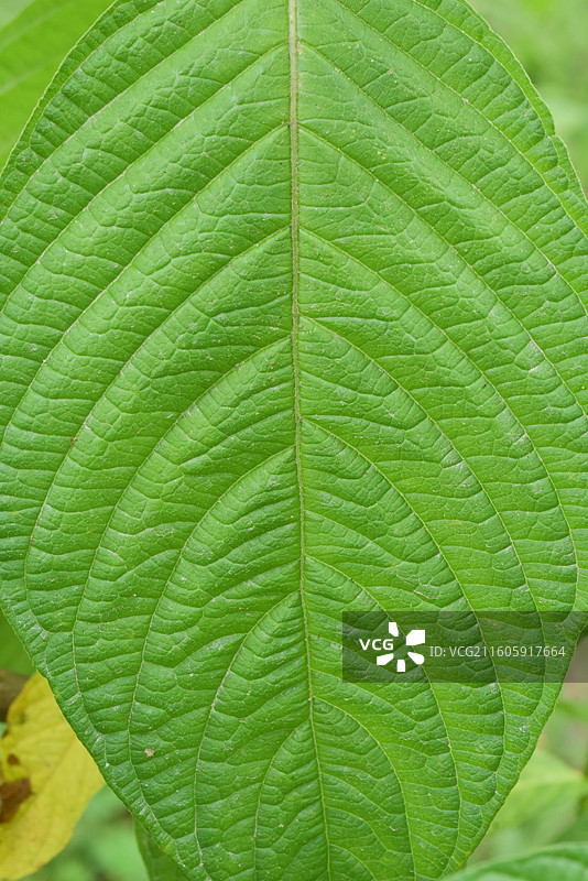 南方珍稀园林树种-大叶白纸扇图片素材