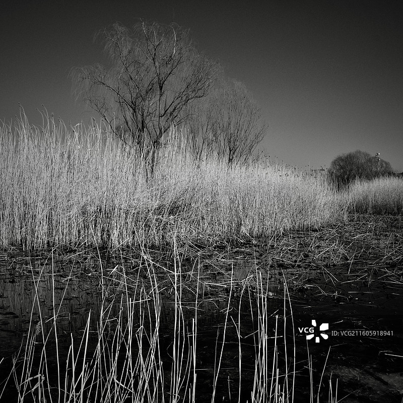 芦苇-念坛公园图片素材