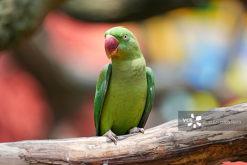 动物园里的小鹦鹉图片素材