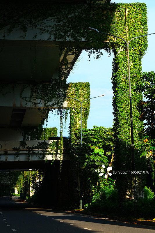 高架桥布满藤曼图片素材