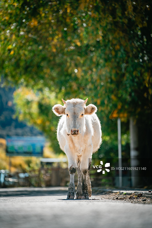 藏区在公路上行走的牦牛图片素材