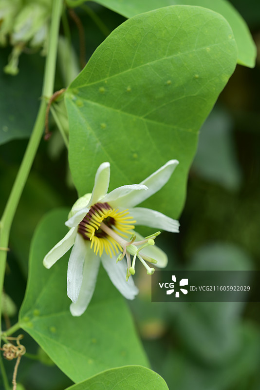 南方珍稀园林树种-Passiflora yucatanensis尤卡坦西番莲图片素材
