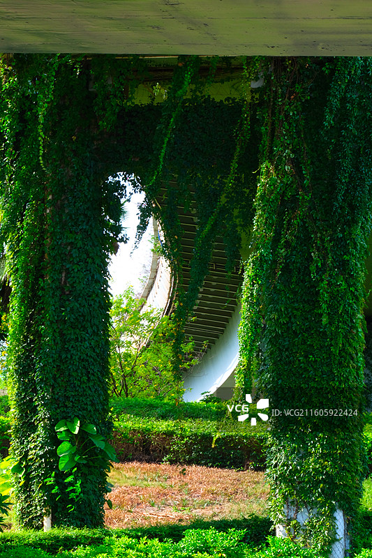 高架桥布满藤曼图片素材