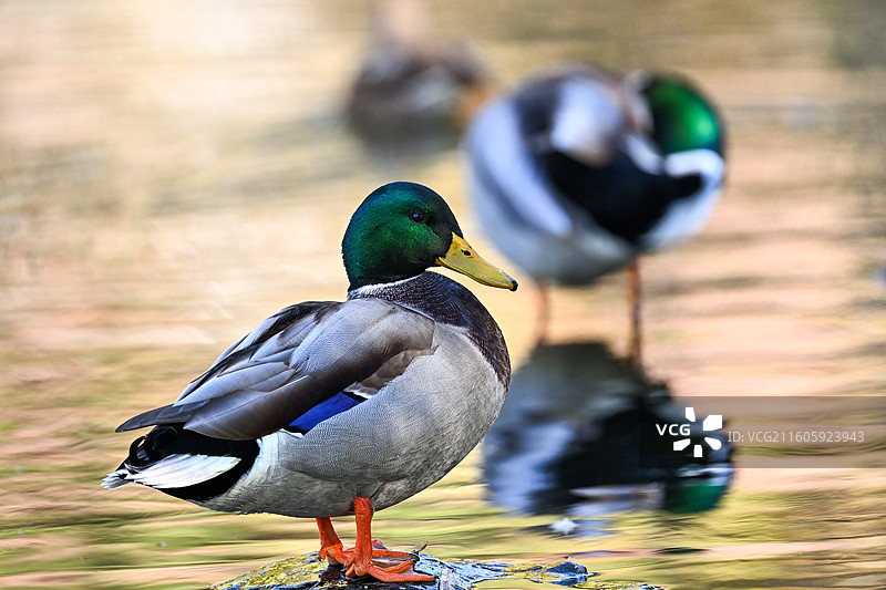 绿头鸭图片素材