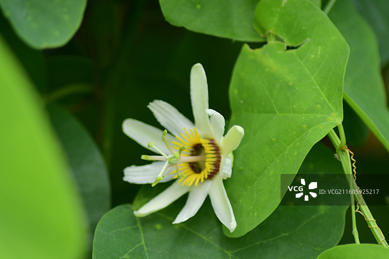 南方珍稀园林树种-Passiflora yucatanensis尤卡坦西番莲图片素材