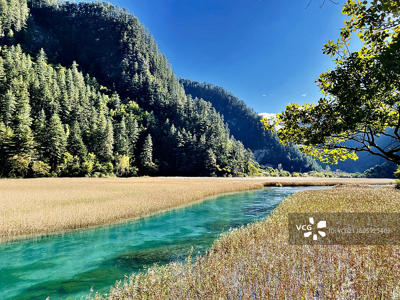九寨沟芦苇海图片素材