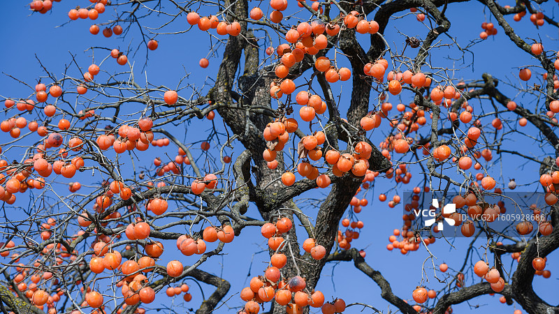 柿柿如意  彬州罗店村野生柿子林图片素材