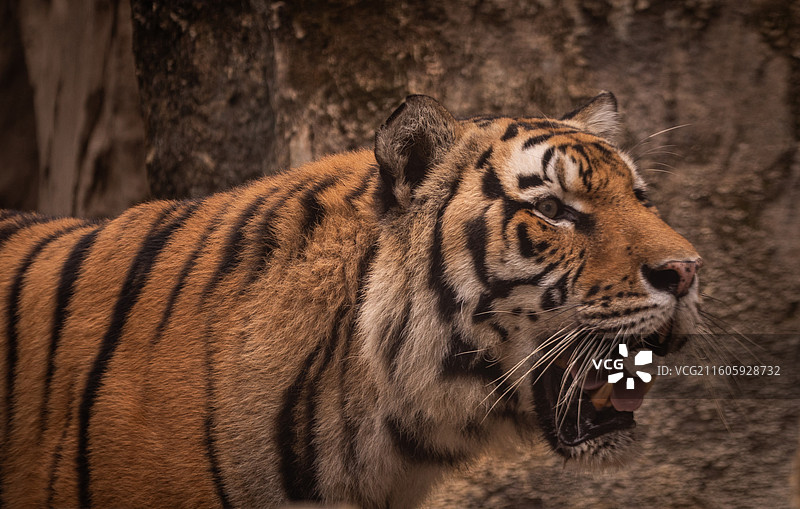 成都动物园的大型动物图片素材