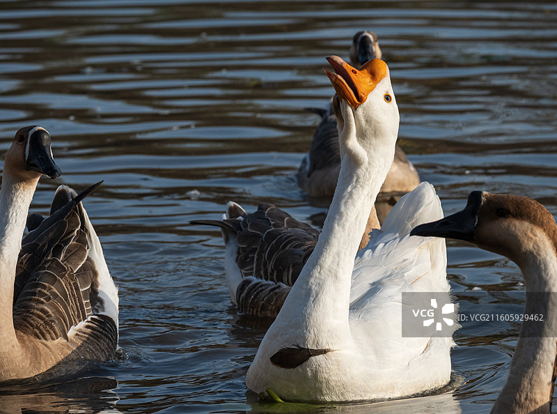 曲项向天歌图片素材