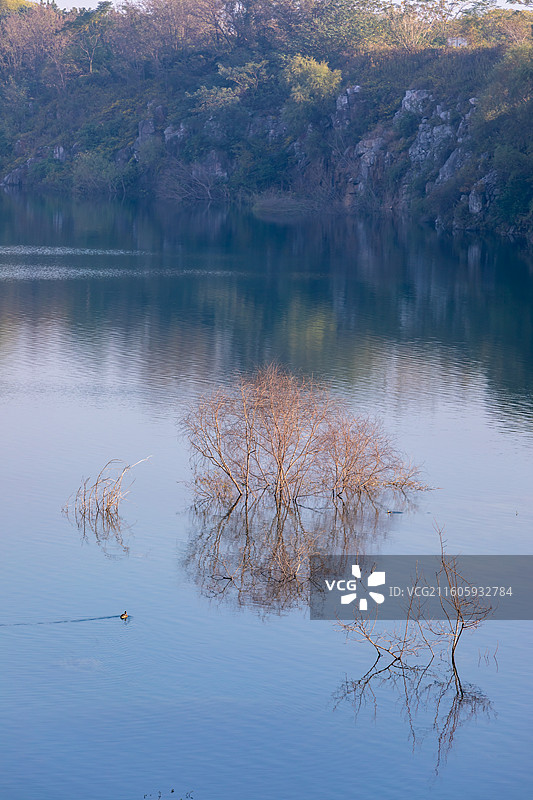 苏州西山元山宕口孤独的树图片素材