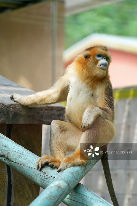 北京大兴野生动物园金丝猴图片素材