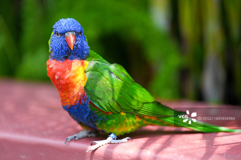 动物园里的小鹦鹉图片素材