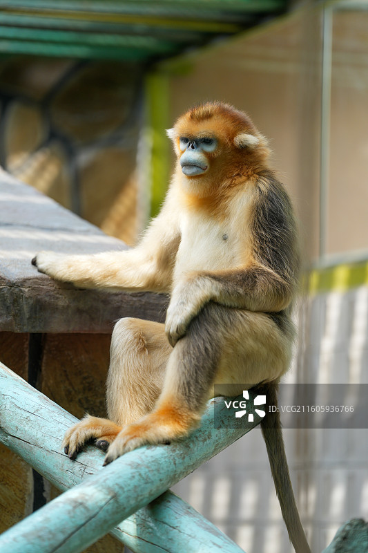 北京大兴野生动物园金丝猴图片素材