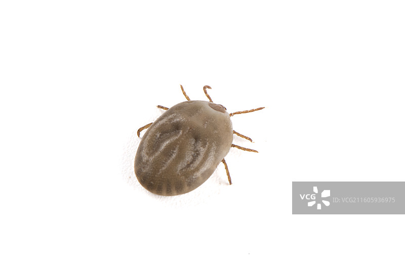 白色背景上的蜱虫图片素材