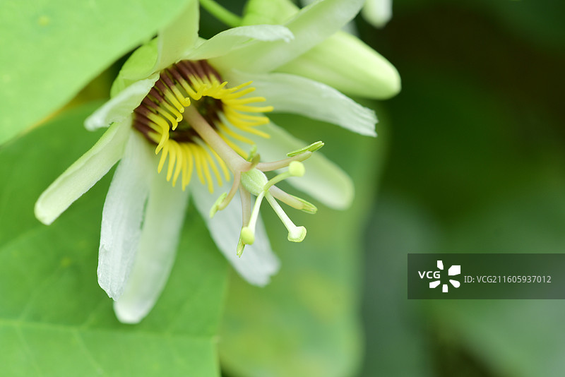 南方珍稀园林树种-Passiflora yucatanensis尤卡坦西番莲图片素材
