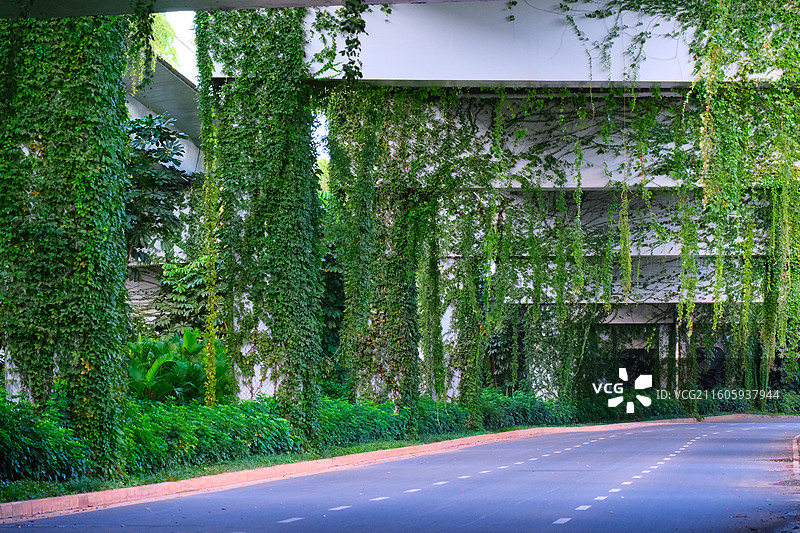 高架桥布满藤曼图片素材