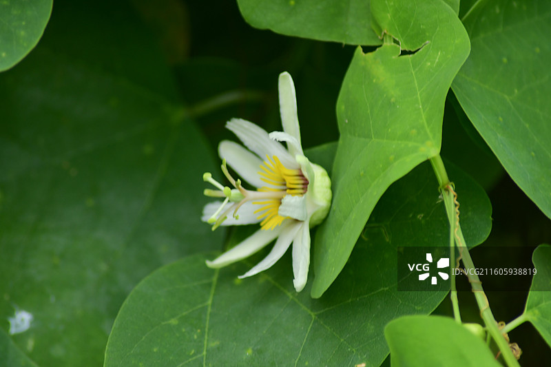 南方珍稀园林树种-Passiflora yucatanensis尤卡坦西番莲图片素材