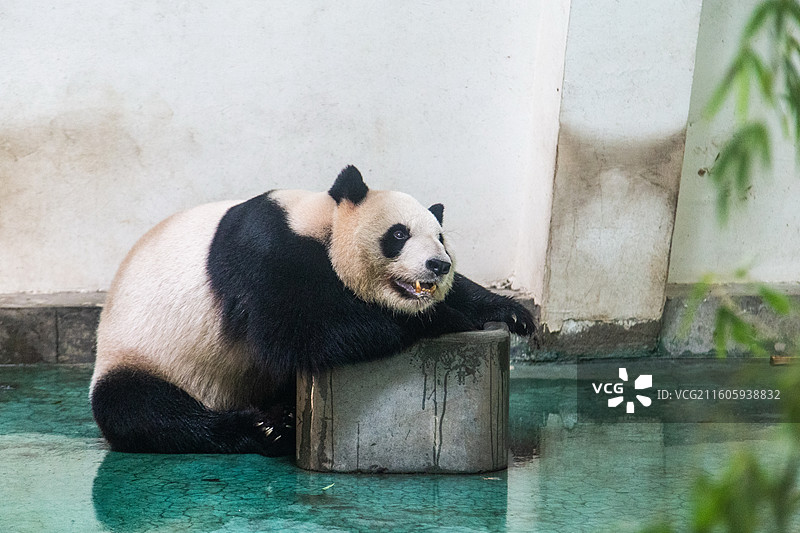 安吉县中国竹子博览园大熊猫馆图片素材