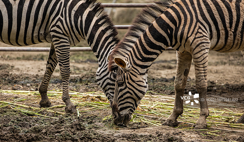 成都动物园的大型动物图片素材