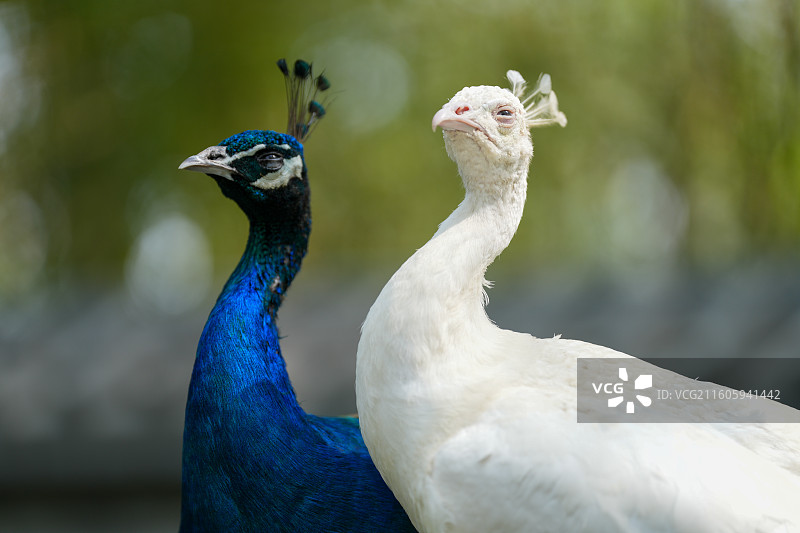 动物园里的孔雀图片素材