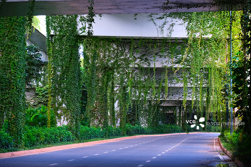 高架桥布满藤曼图片素材