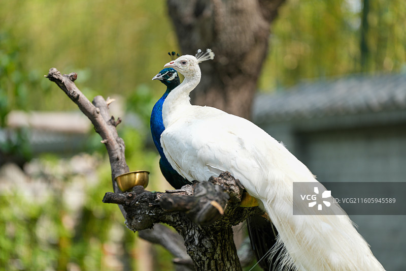 动物园里的孔雀图片素材