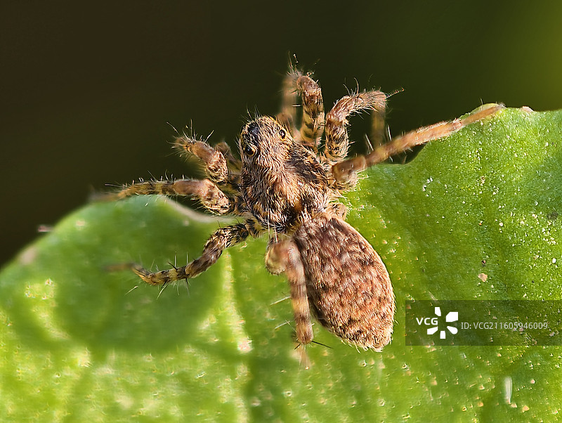 狼蛛背部特写图片素材