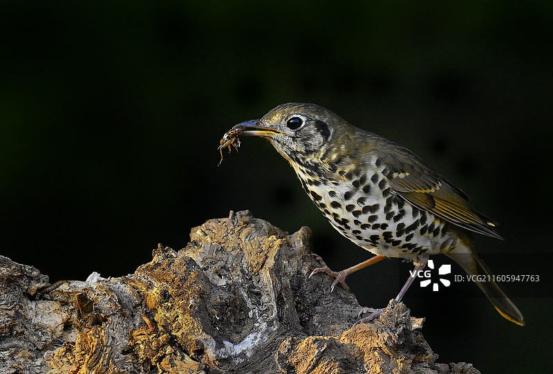 宝兴歌鸫图片素材