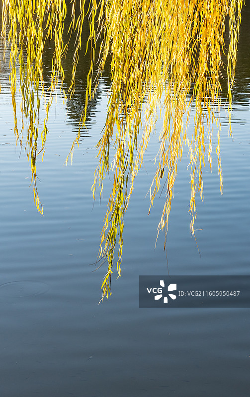 秋天北京大学未名湖金柳图片素材