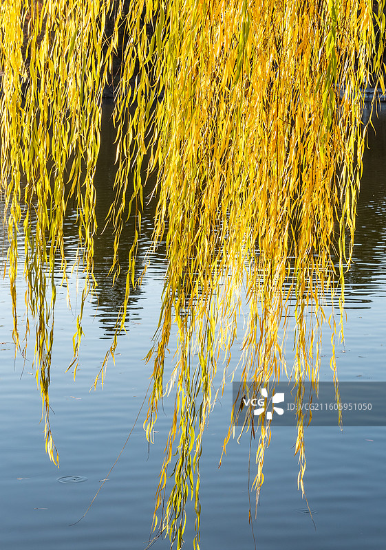秋天北京大学未名湖金柳图片素材