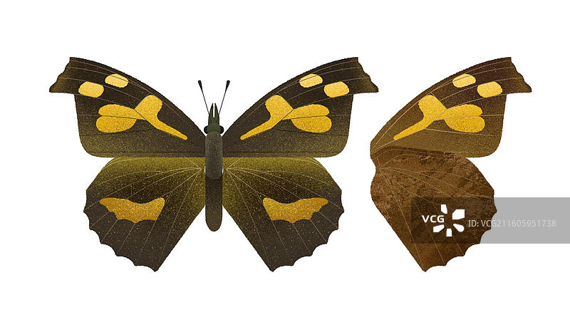 朴喙蝶图片素材