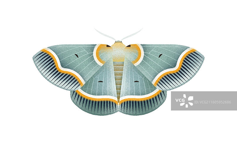 黄幅射尺蛾图片素材