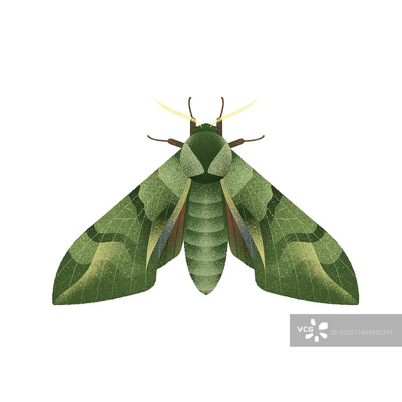 榆绿天蛾图片素材