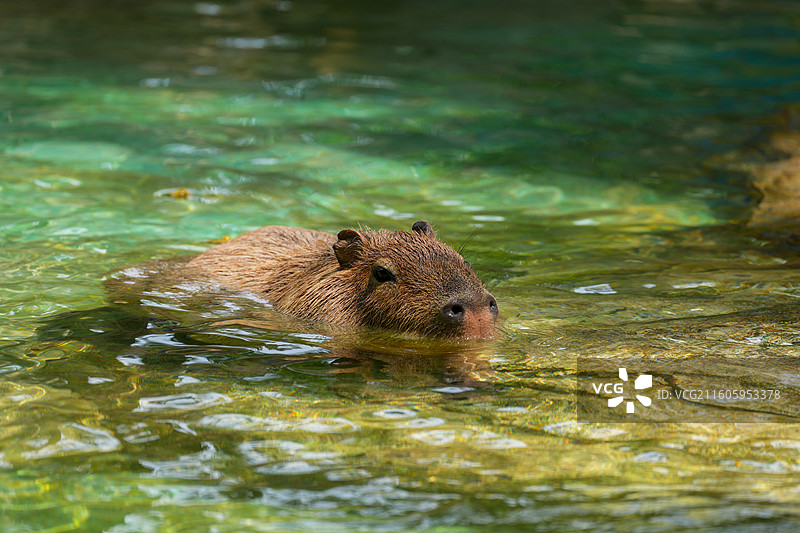 动物园里的水豚图片素材