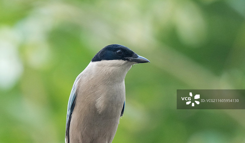 灰喜鹊肖像图片素材