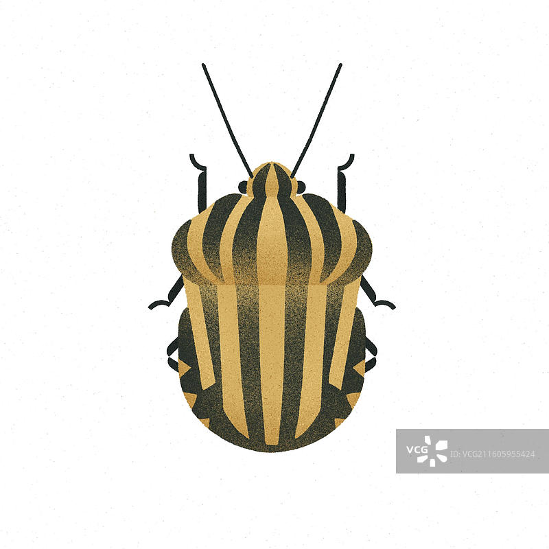 赤条蝽图片素材