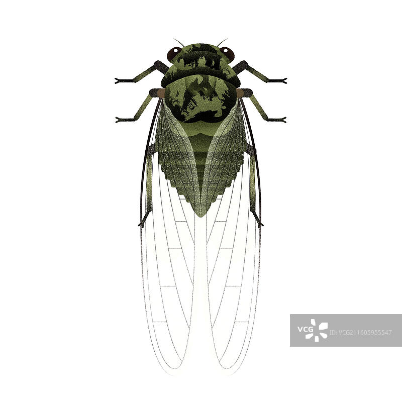 鸣鸣蝉图片素材