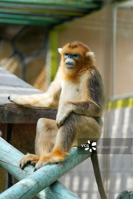 北京大兴野生动物园金丝猴图片素材
