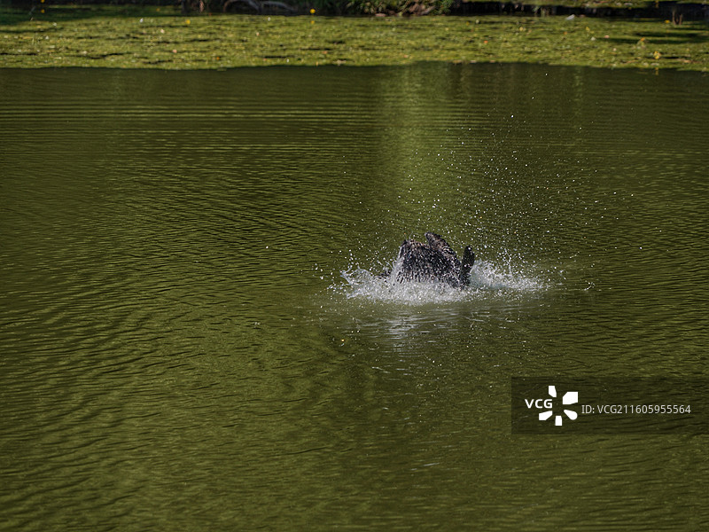 日本大阪四天王寺公园紧邻四天王寺，园内花木繁茂，有池塘点缀，与古寺建筑相映成趣，充满宁静禅意。图片素材