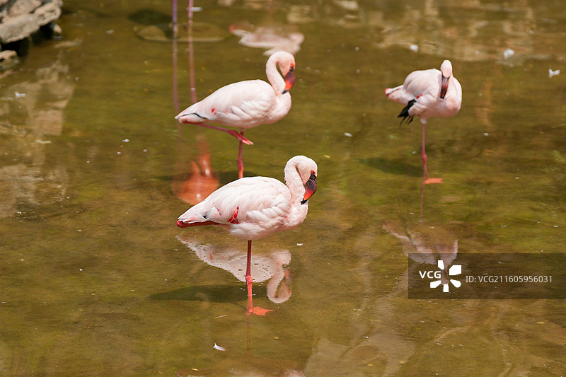 动物园里的火烈鸟图片素材
