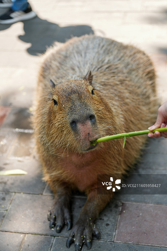 动物园里的水豚图片素材
