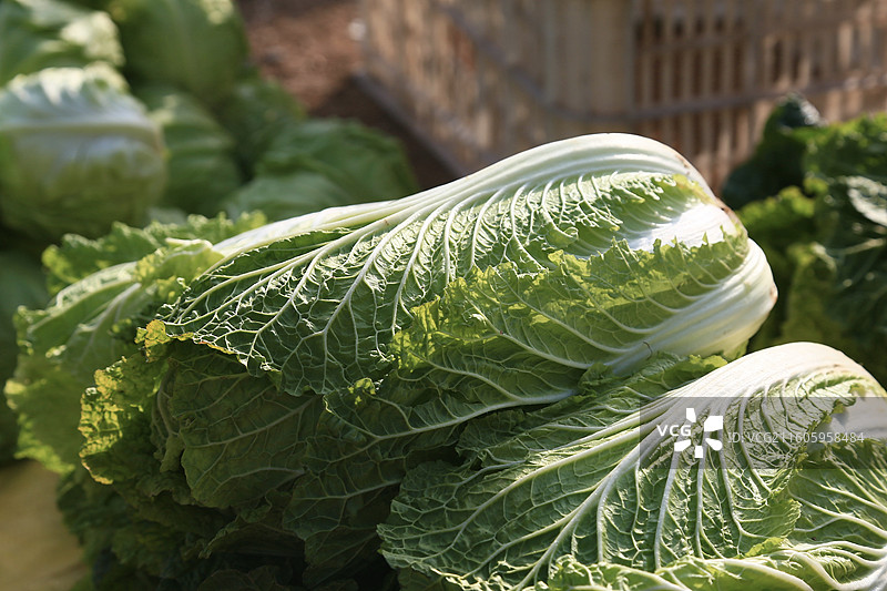 山东青岛西海岸新区 - 大白菜新鲜上市了图片素材