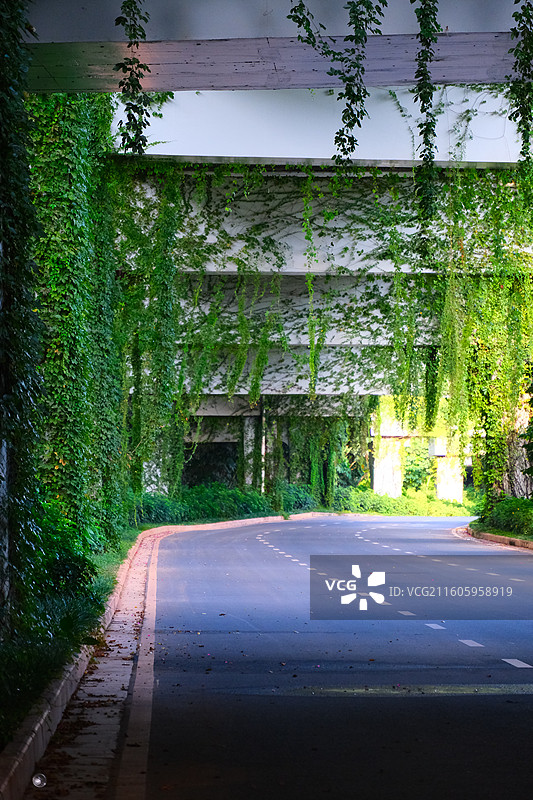 高架桥布满藤曼图片素材