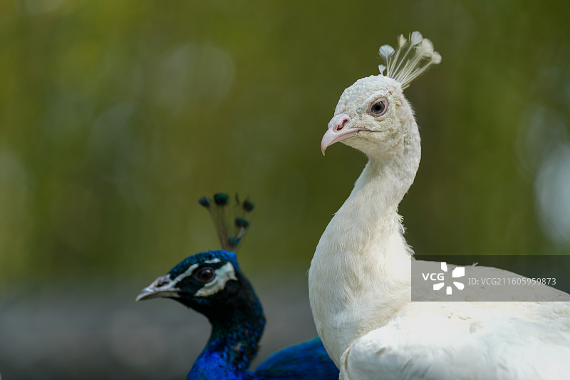 动物园里的孔雀图片素材