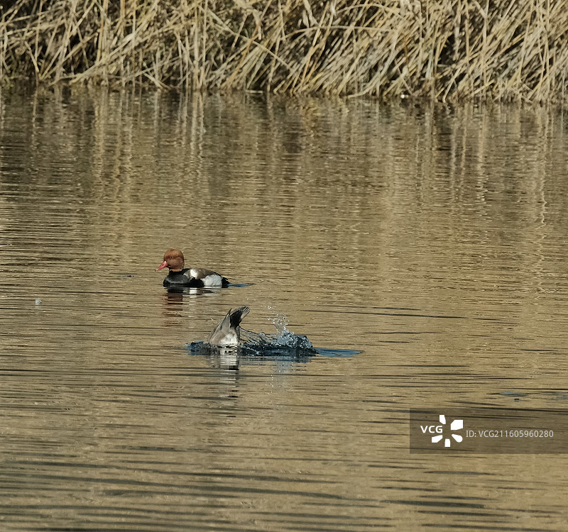玉渊潭的白眼潜鸭图片素材