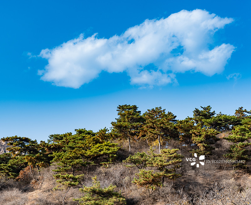 北京昌平铁壁银山迎客松图片素材