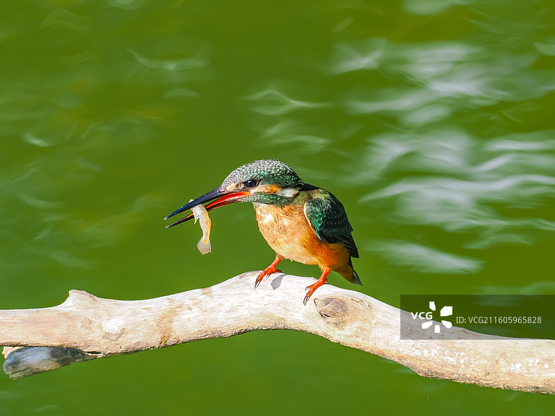 翠鸟进食抓拍图片素材