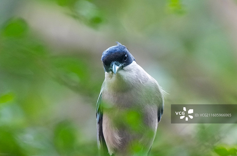 灰喜鹊肖像图片素材